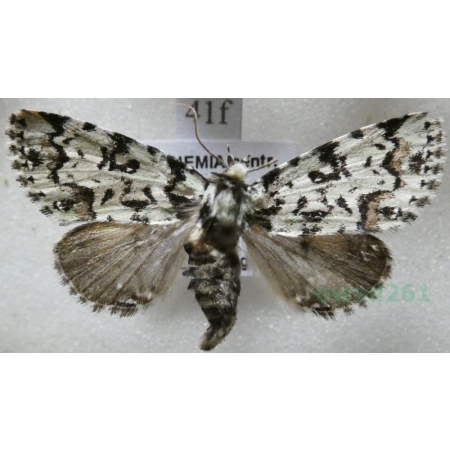 Moma alpium (Osbeck, 1778) Pyszałek orion Czech41f